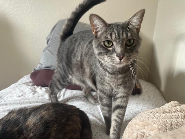 Mikey & Ms Goose w/video, ADOPTABLE, Kitten Female Domestic Short Hair.