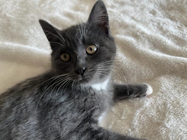 Mikey & Ms Goose w/video, a ADOPTABLE Domestic Short Hair in Eagle Point, OR image 4/5