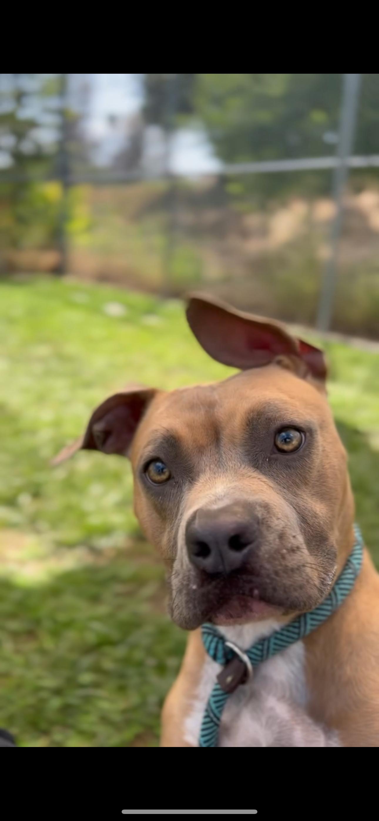 Maggie, Adoptable, Young Female American Staffordshire Terrier.