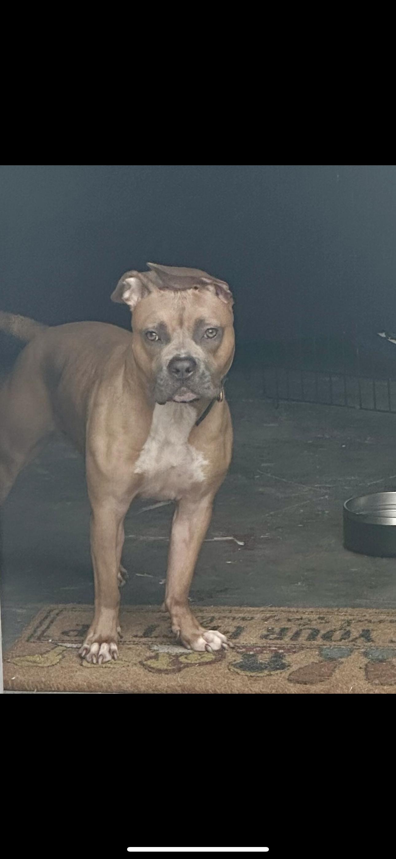 Maggie, a Adoptable American Staffordshire Terrier in Rialto, CA image 2/3