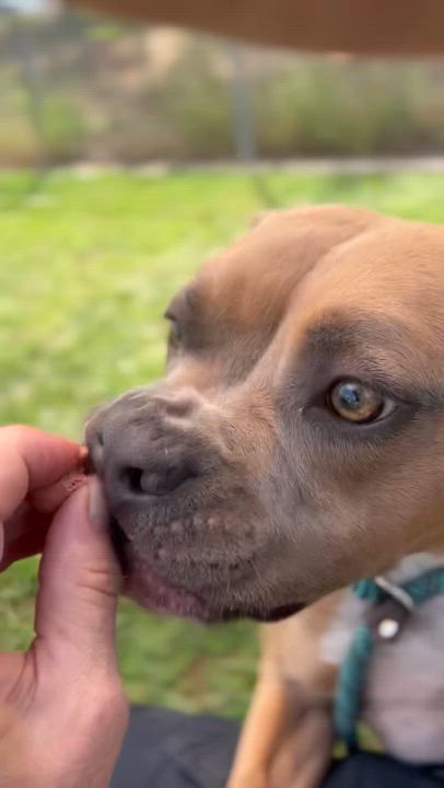 Enlarge Maggie, a Adoptable American Staffordshire Terrier in Rialto, CA video 3/3