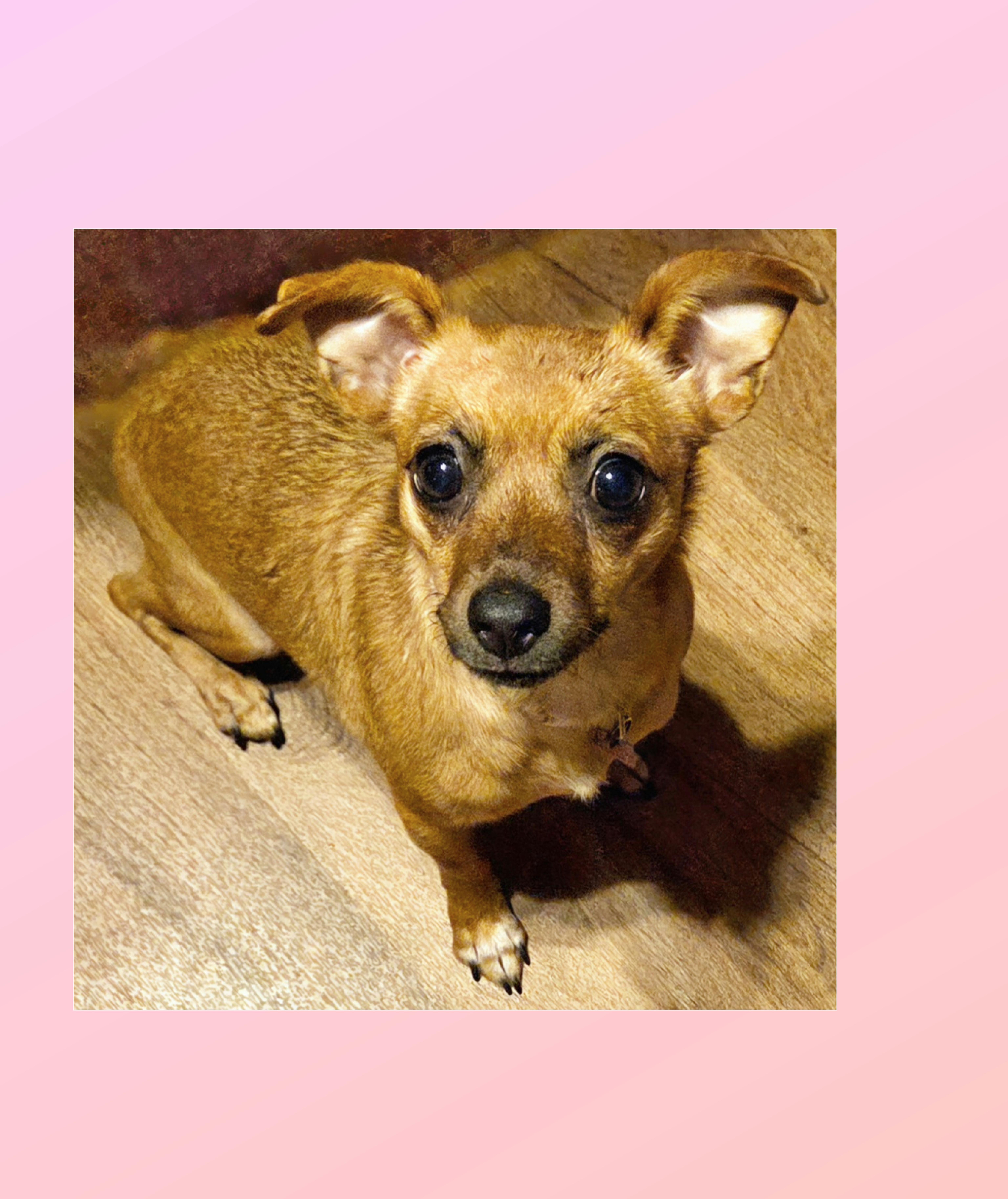 Enlarge Bambi, a Adoptable mixed breed in Lake Geneva, WI image 4/6