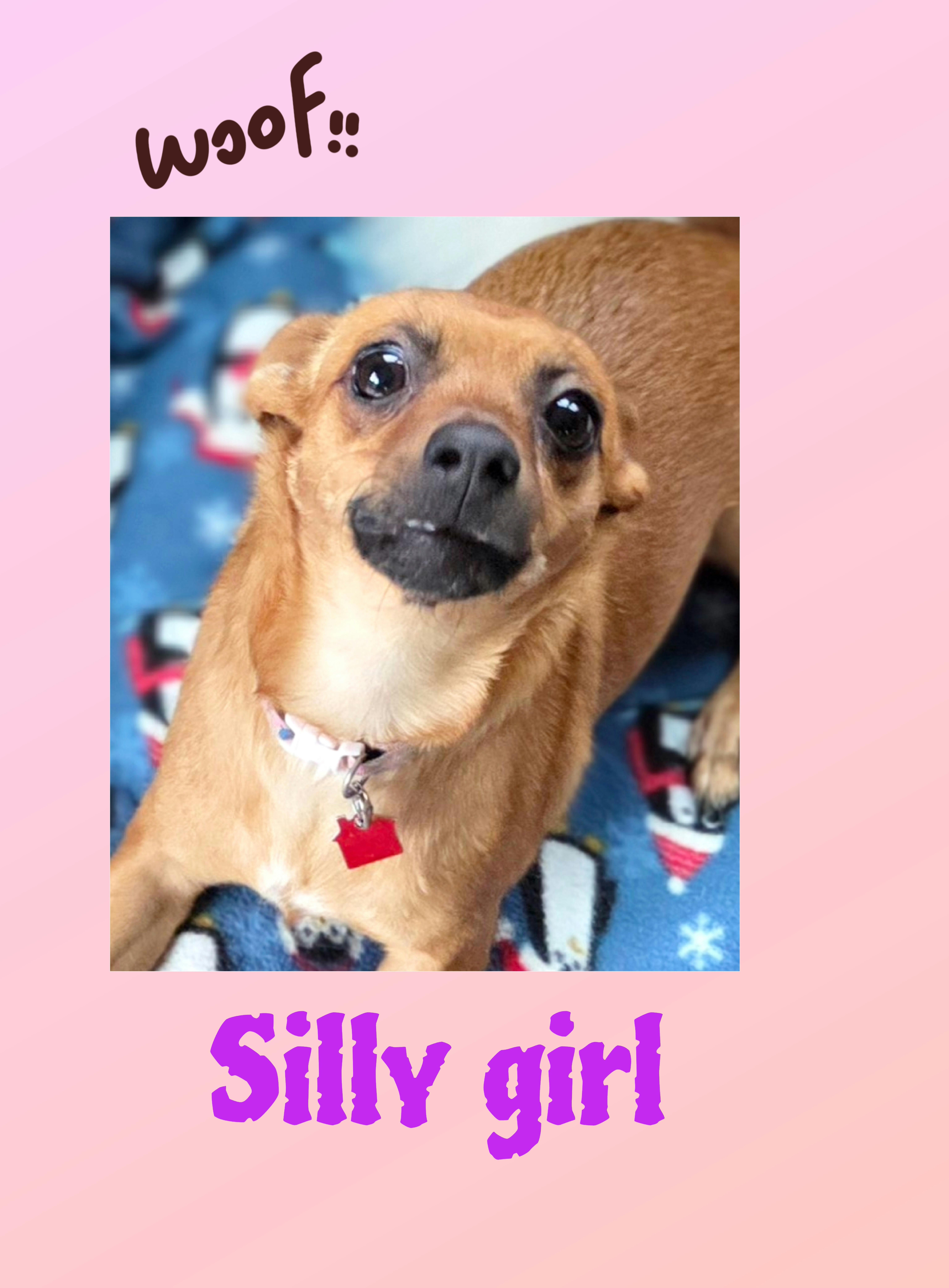 Enlarge Bambi, a Adoptable mixed breed in Lake Geneva, WI image 6/6