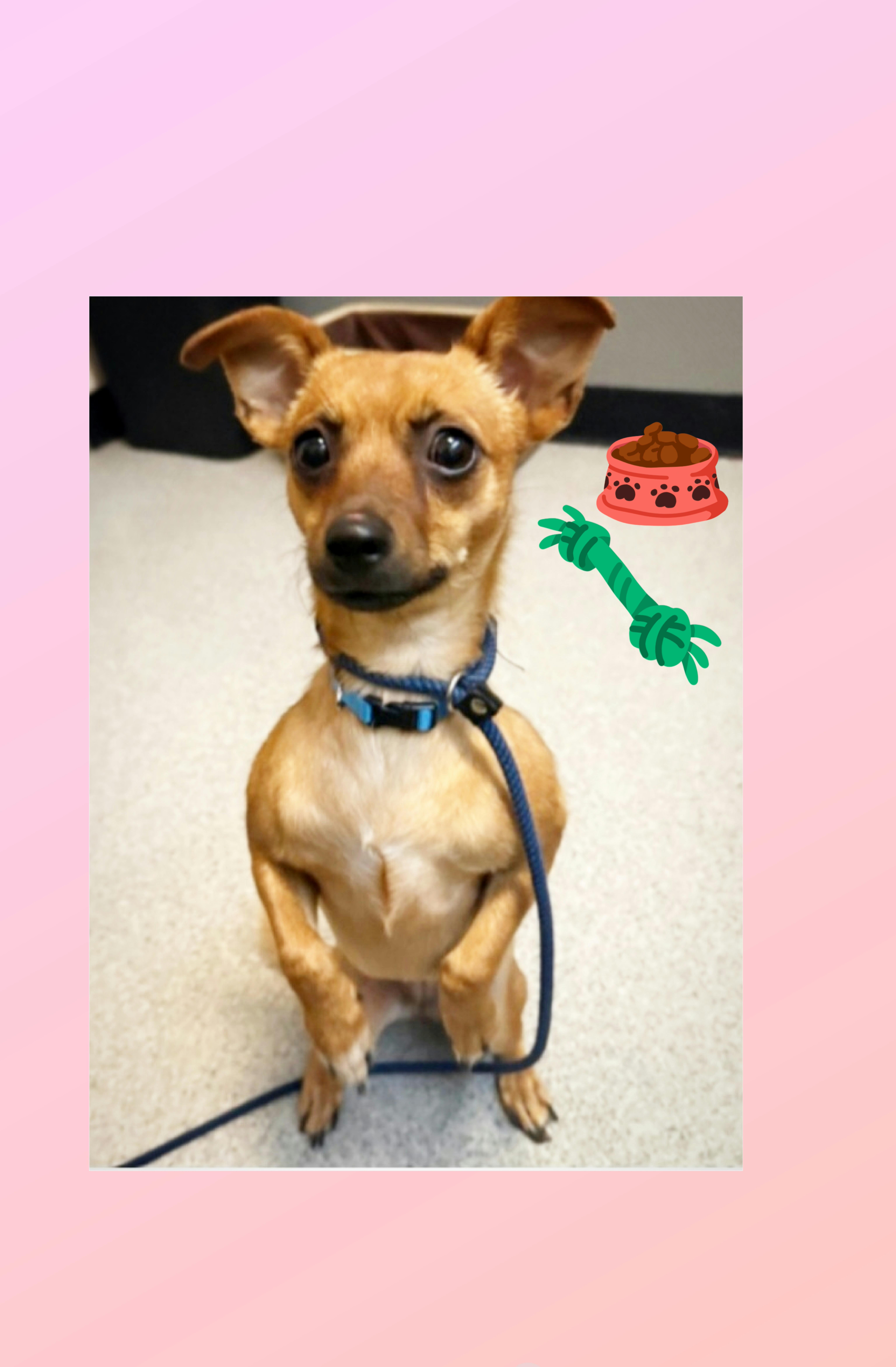 Bambi, Adoptable, Young Female Chiweenie & Chihuahua.