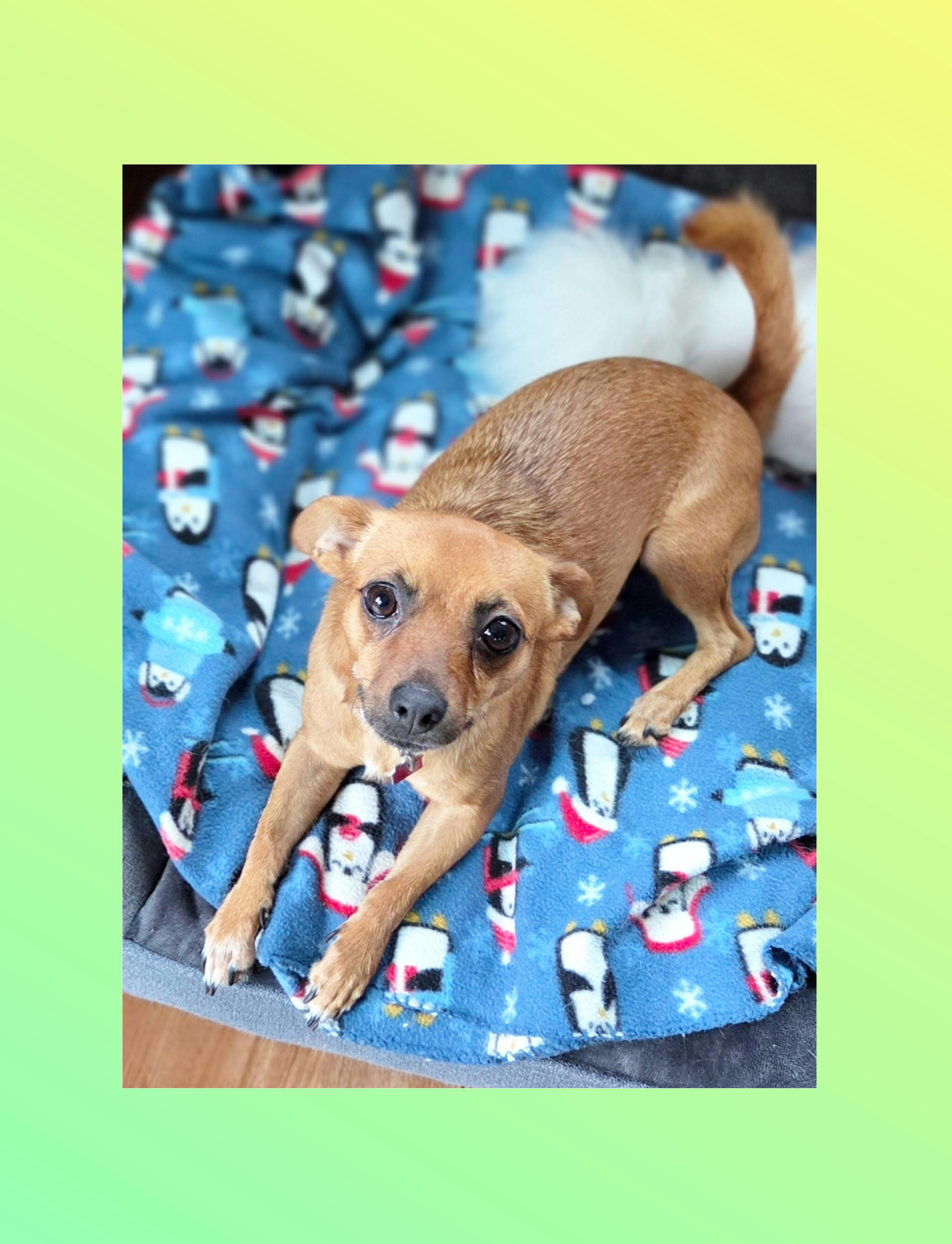 Enlarge Bambi, a Adoptable mixed breed in Lake Geneva, WI image 2/6