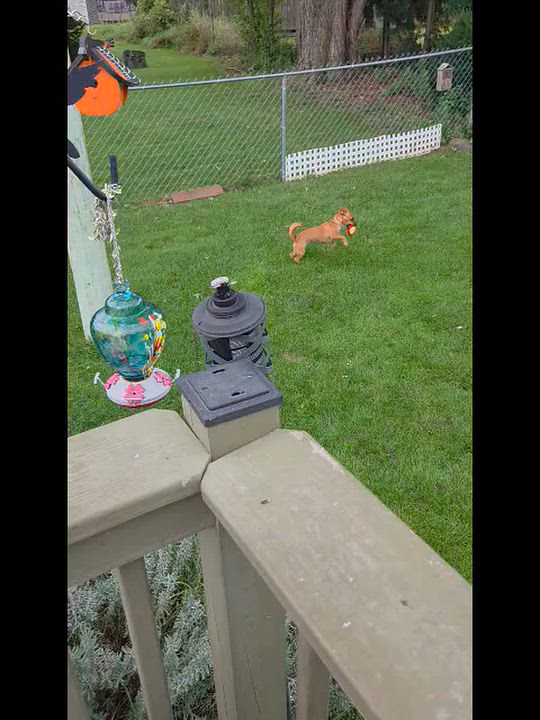 Enlarge Bambi, a Adoptable mixed breed in Lake Geneva, WI video 5/6
