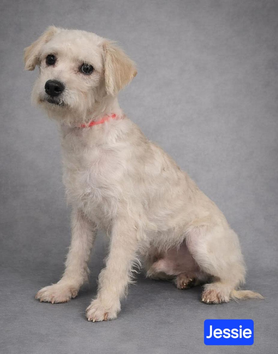 Enlarge Jesse, an adopted mixed breed in Wheelersburg, OH image 1/1