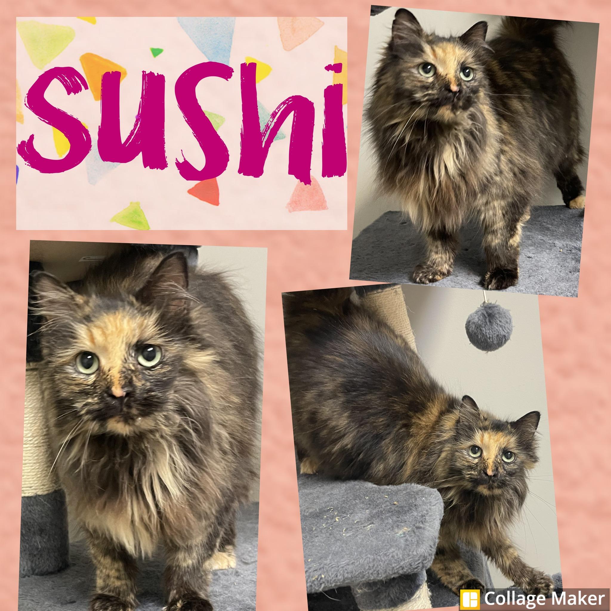 Sushi, ADOPTABLE, Adult Female Domestic Long Hair.