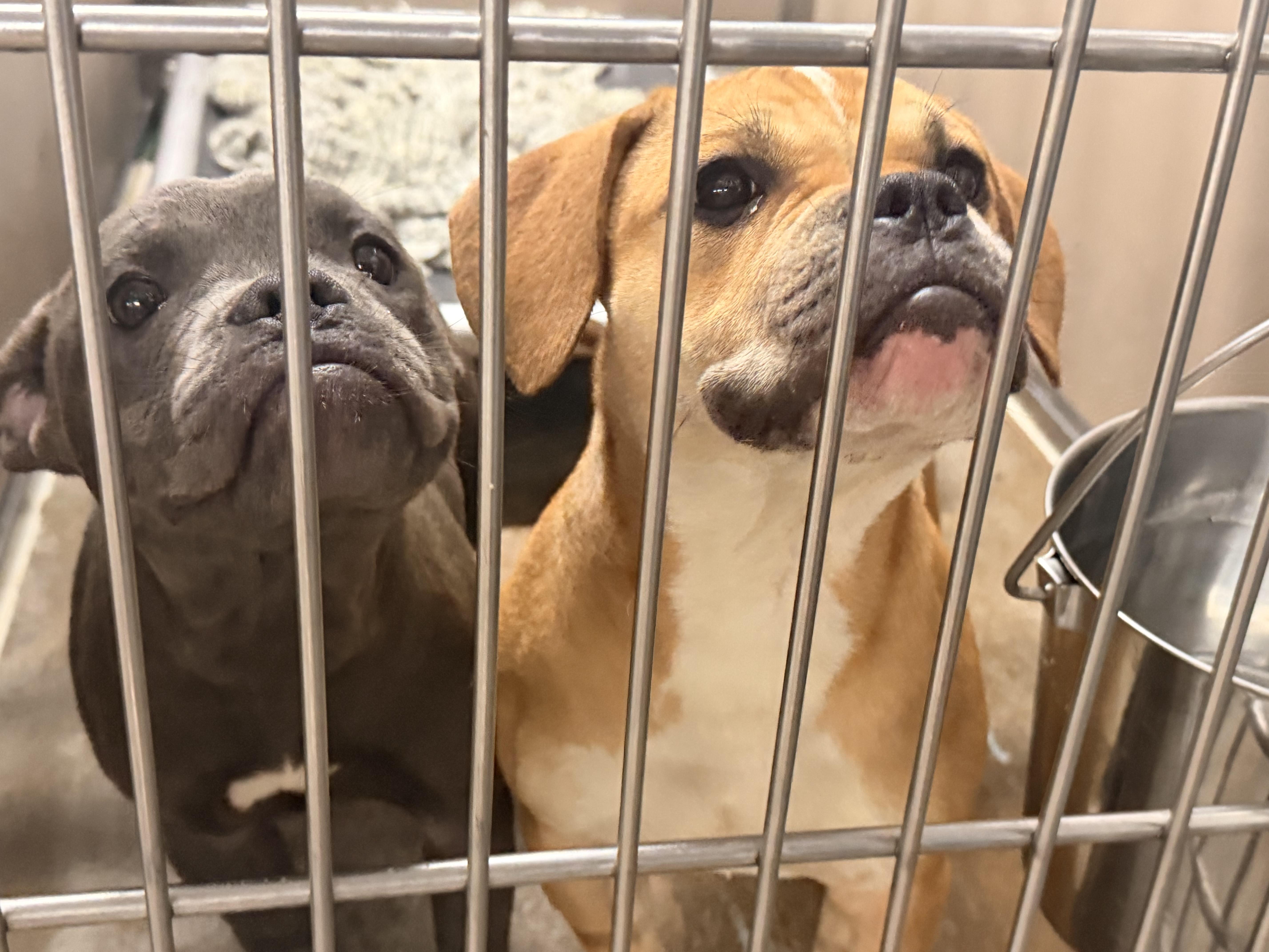 Coco, a ADOPTABLE mixed breed in Saratoga Springs, NY image 3/5