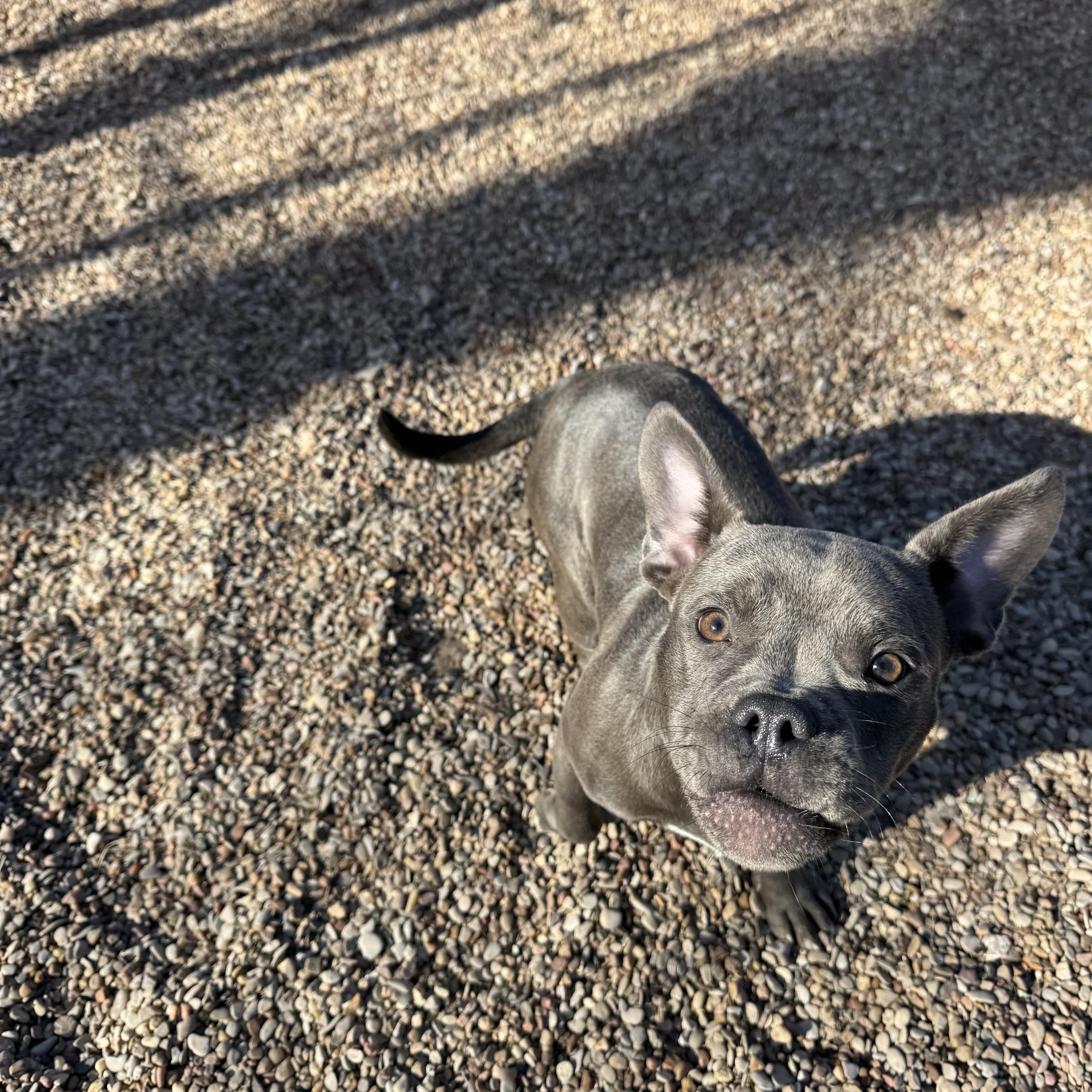 Coco, a ADOPTABLE mixed breed in Saratoga Springs, NY image 4/5