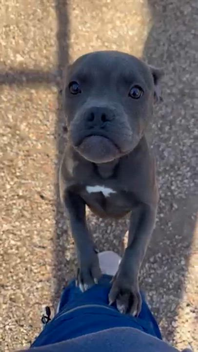 Enlarge Coco, a ADOPTABLE mixed breed in Saratoga Springs, NY video 2/5