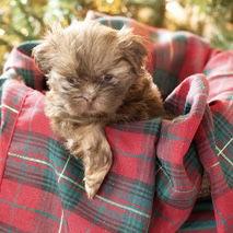 Poppy, Adoptable, Puppy Female Shih Tzu.