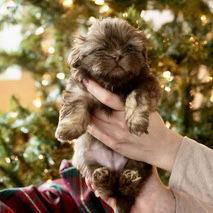 Enlarge Poppy, a Adoptable Shih Tzu in Hillsborough , NC image 2/3