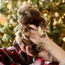 Enlarge Poppy, a Adoptable Shih Tzu in Hillsborough , NC image 3/3