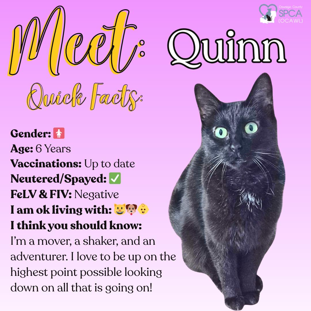 Enlarge Quinn, a ADOPTABLE Domestic Short Hair in Fulton, NY image 1/4