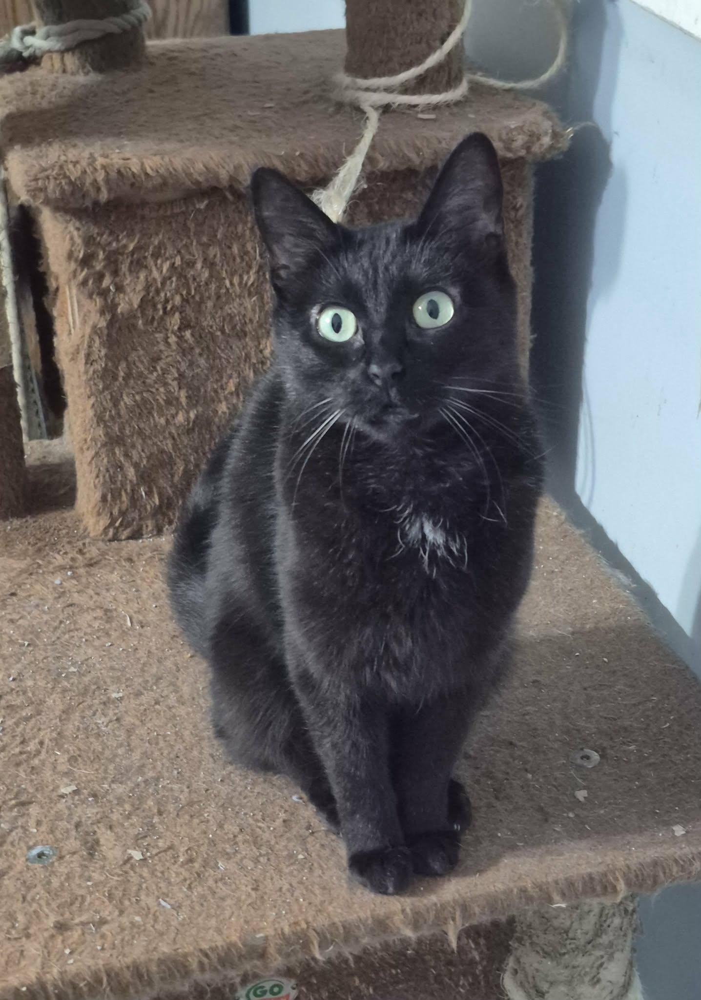 Enlarge Quinn, a ADOPTABLE Domestic Short Hair in Fulton, NY image 2/4