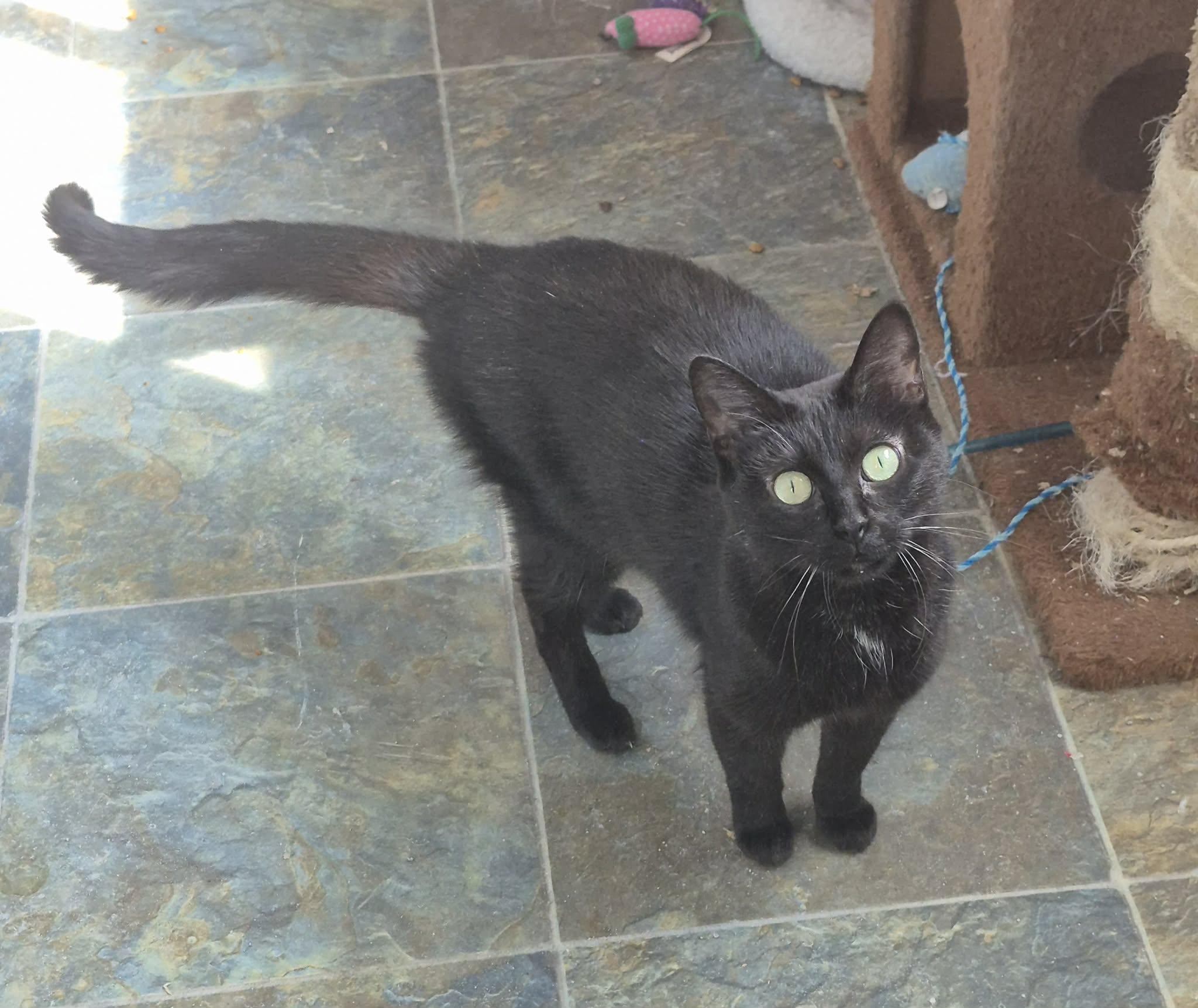 Enlarge Quinn, a ADOPTABLE Domestic Short Hair in Fulton, NY image 3/4