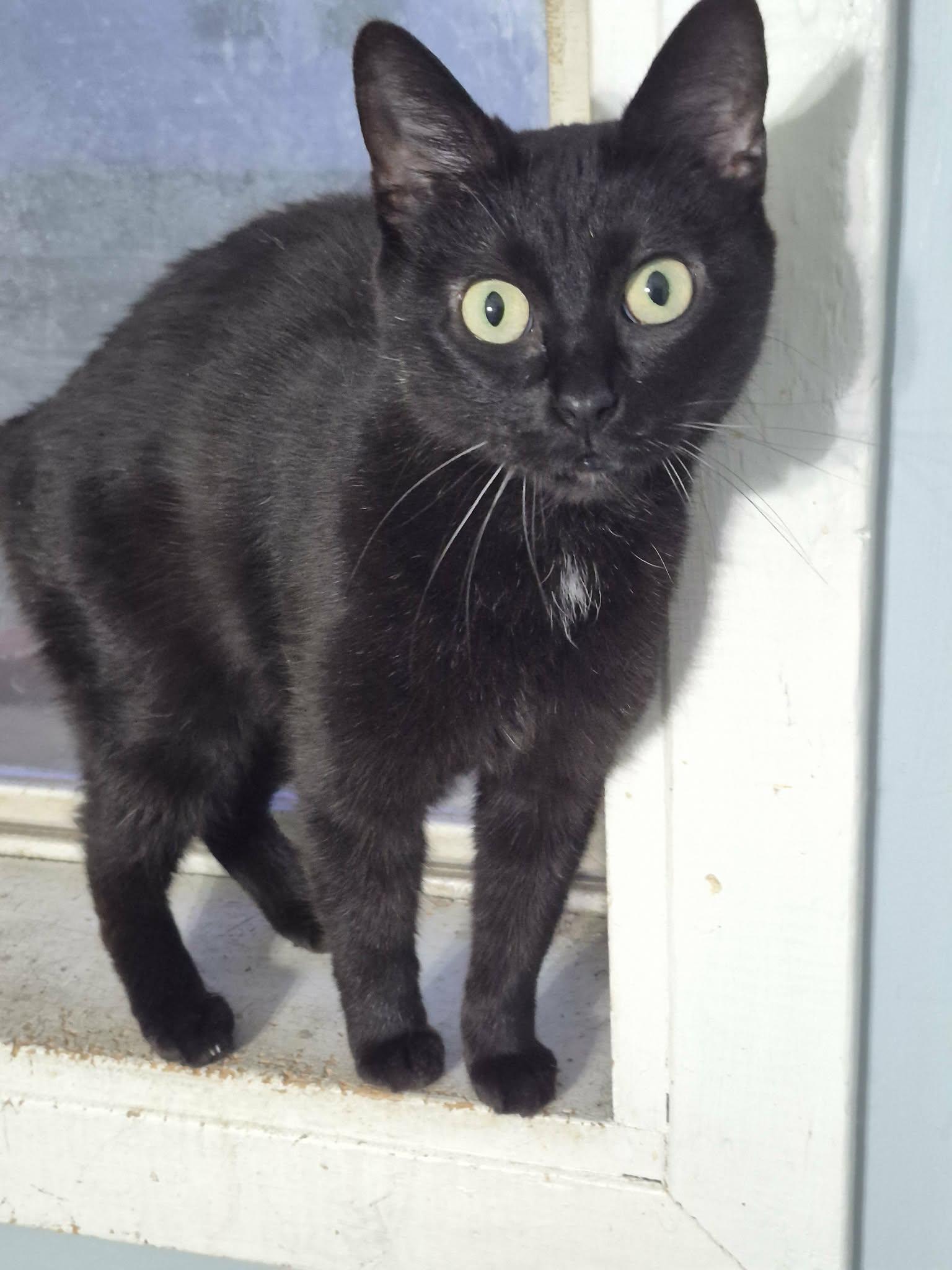 Enlarge Quinn, a ADOPTABLE Domestic Short Hair in Fulton, NY image 4/4