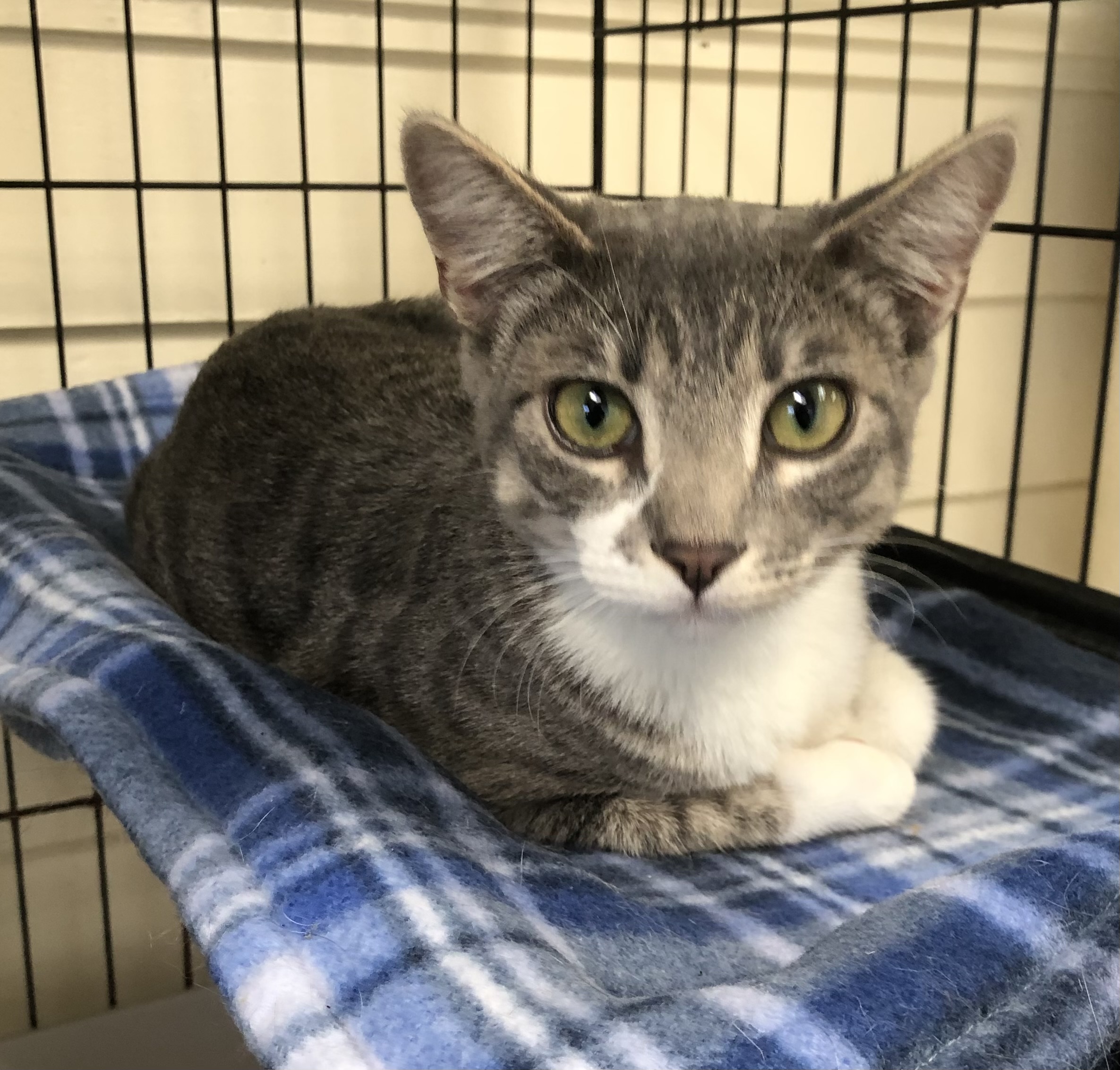 Enlarge Claire & Mikey, an adopted Domestic Short Hair in Lompoc, CA image 2/2