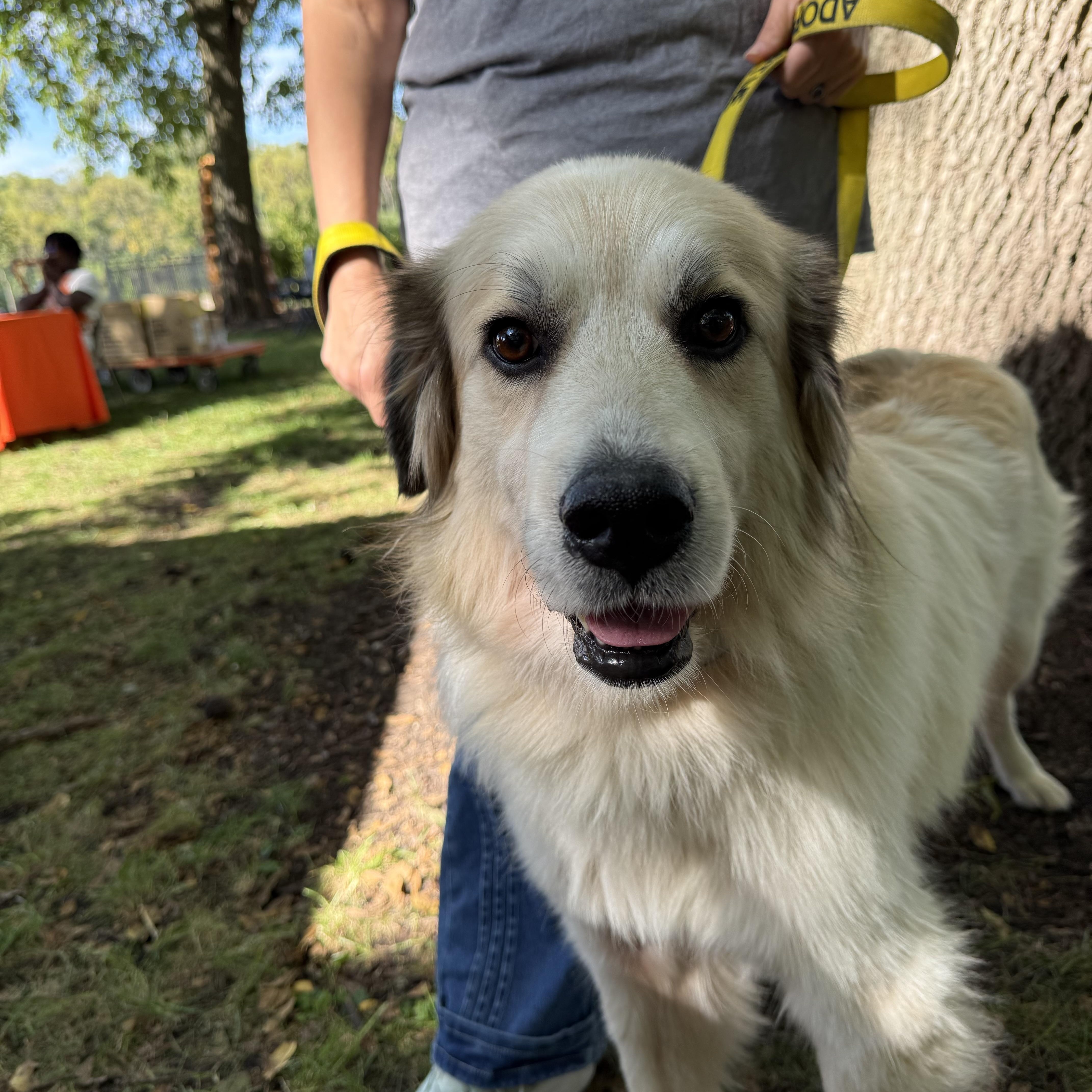 Starla, Adopted, Adult Female Great Pyrenees.
