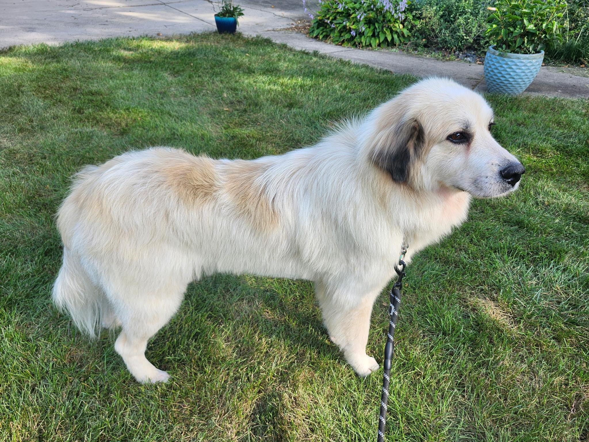 Enlarge Starla, a Adopted mixed breed in Oswego, IL image 2/6