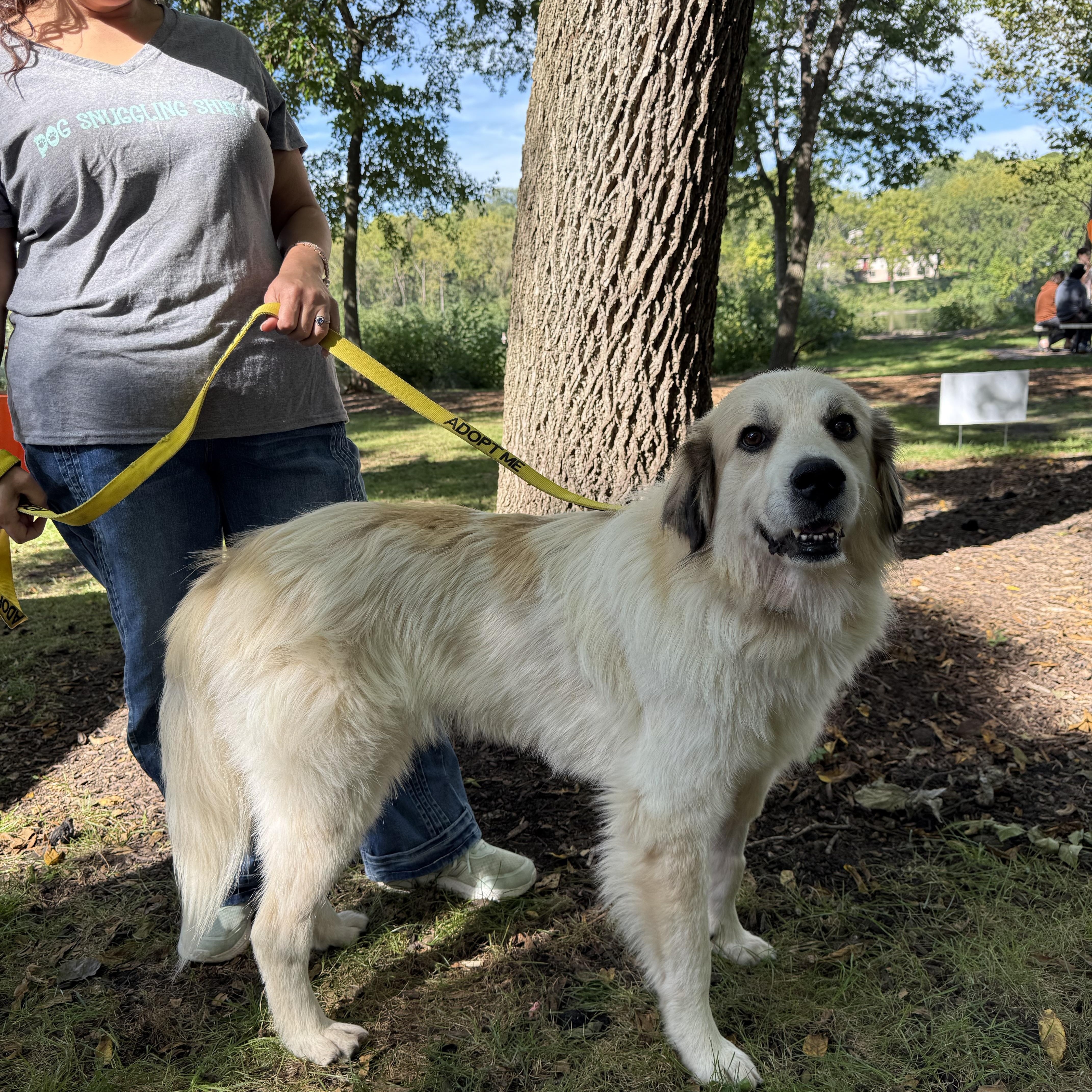 Enlarge Starla, a Adopted mixed breed in Oswego, IL image 3/6