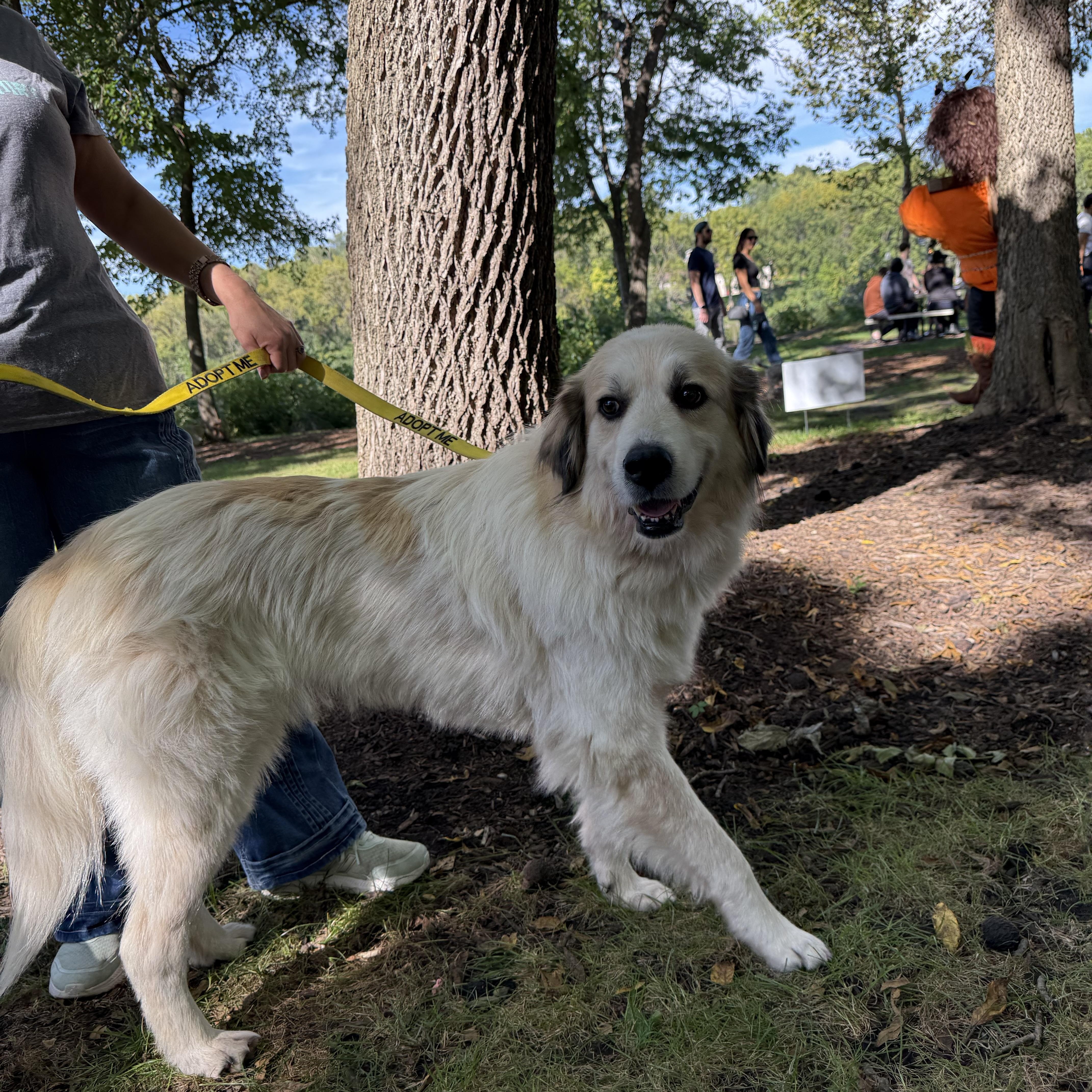 Enlarge Starla, a Adopted mixed breed in Oswego, IL image 4/6