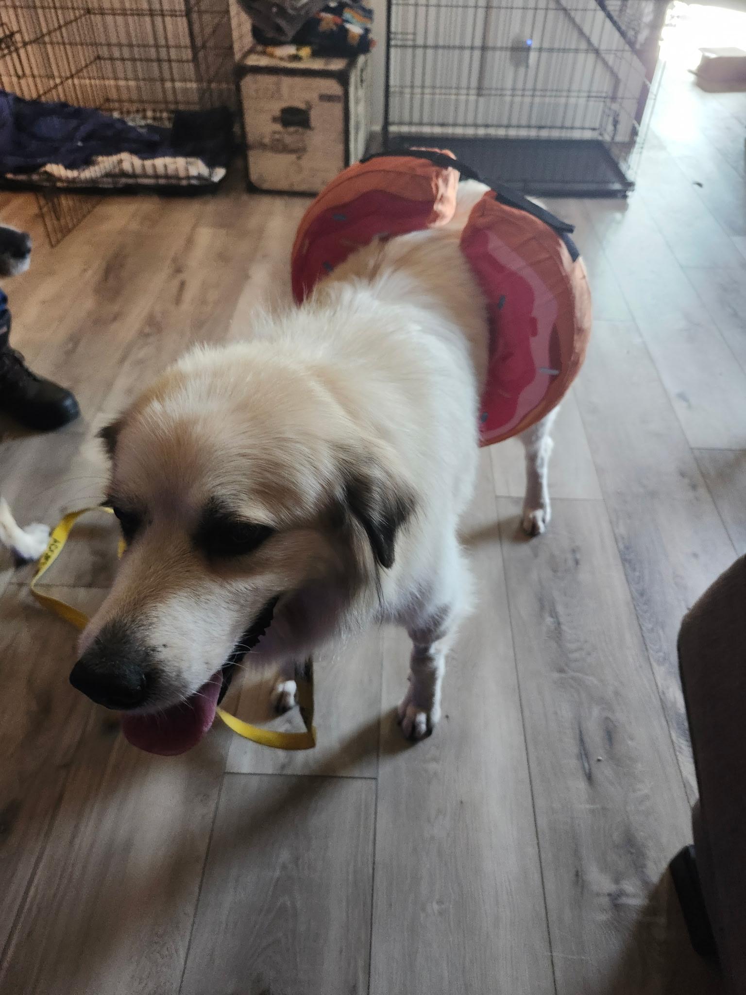 Enlarge Starla, a Adopted mixed breed in Oswego, IL image 5/6