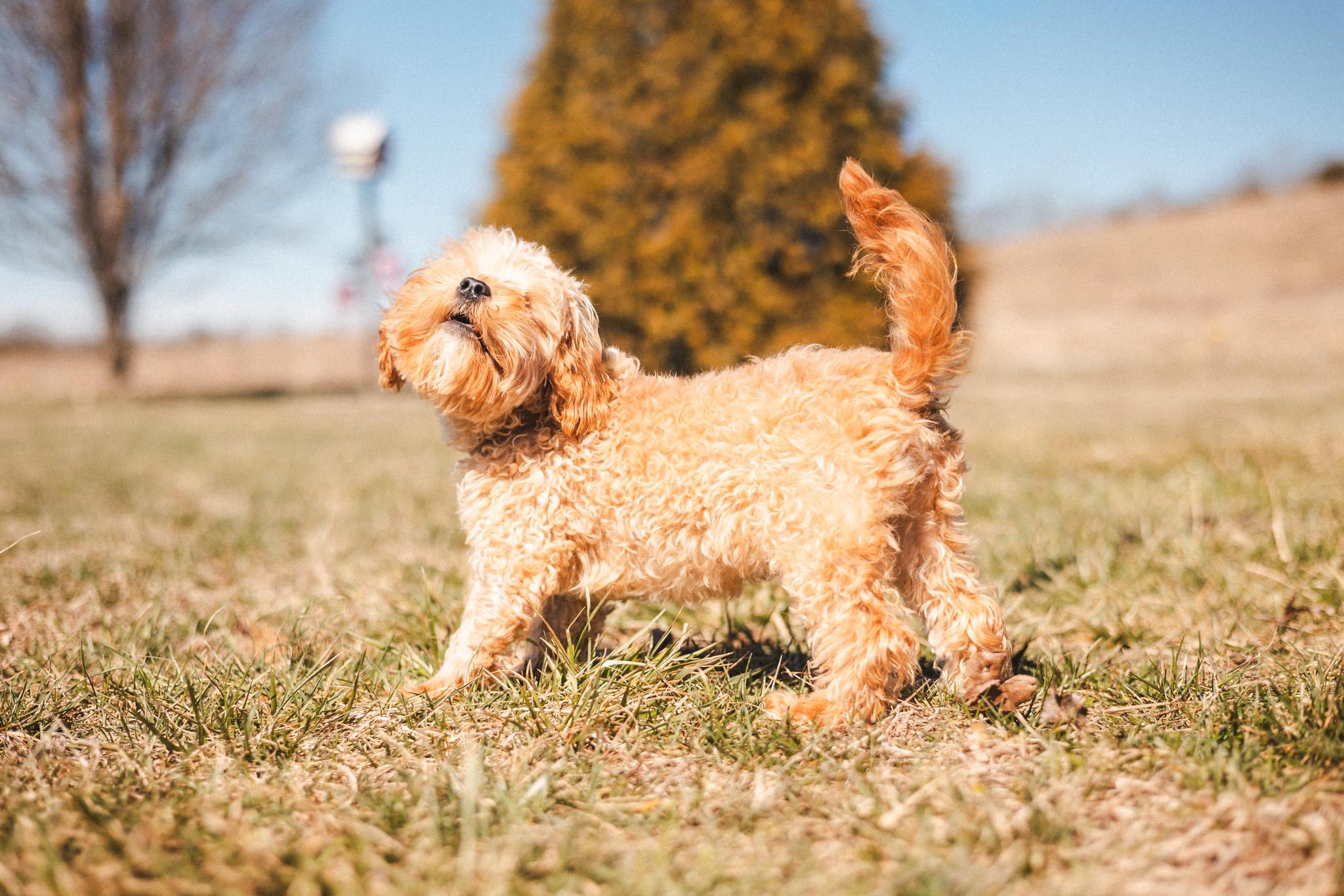 Danny Boy, Adoptable, Young Male Cavapoo.