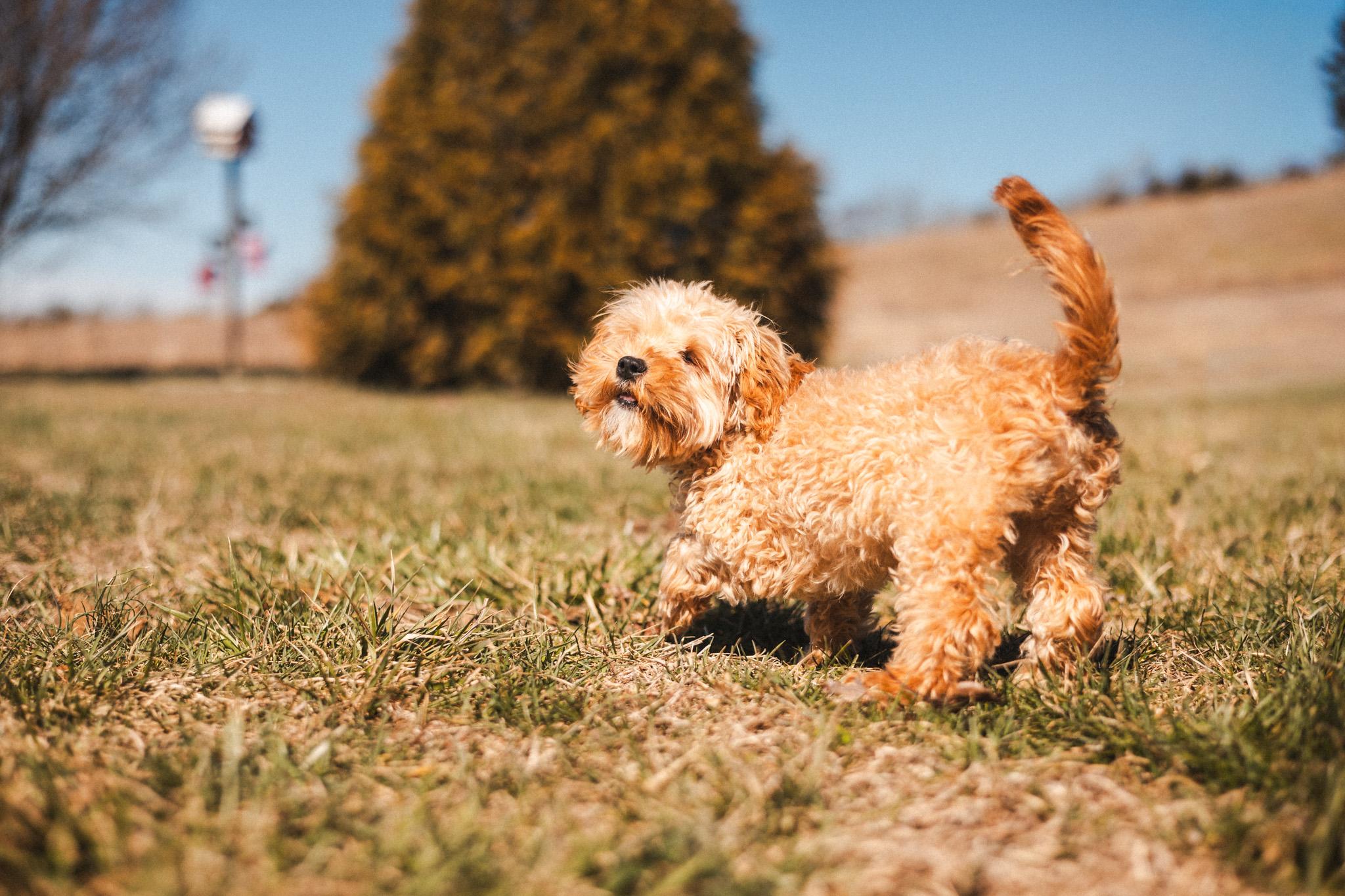 Enlarge Danny Boy, a Adoptable Cavapoo in Gradyville, KY image 4/6