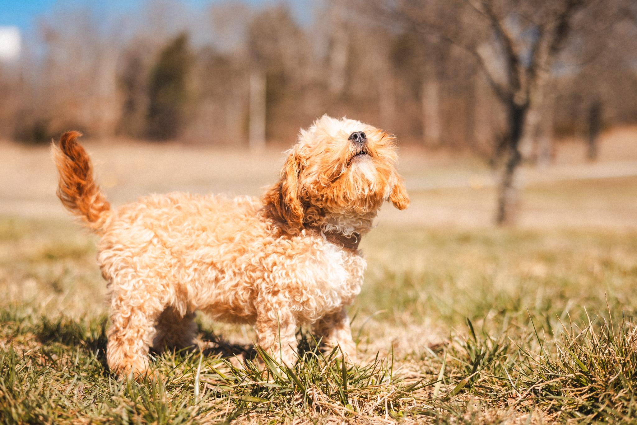 Enlarge Danny Boy, a Adoptable Cavapoo in Gradyville, KY image 2/6
