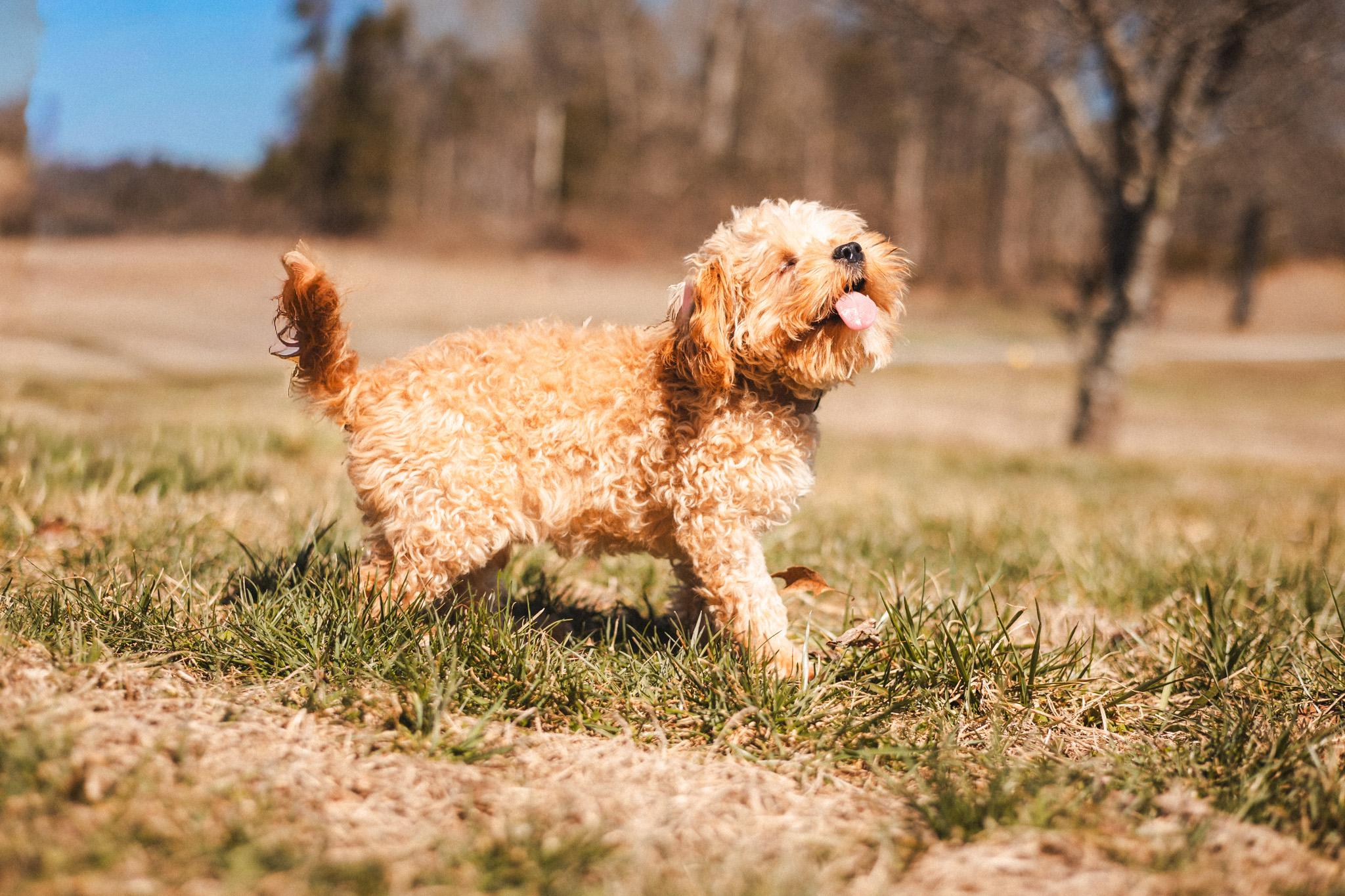 Enlarge Danny Boy, a Adoptable Cavapoo in Gradyville, KY image 5/6