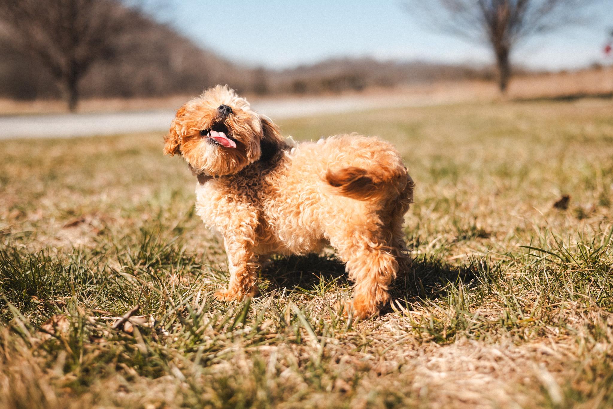 Enlarge Danny Boy, a Adoptable Cavapoo in Gradyville, KY image 3/6