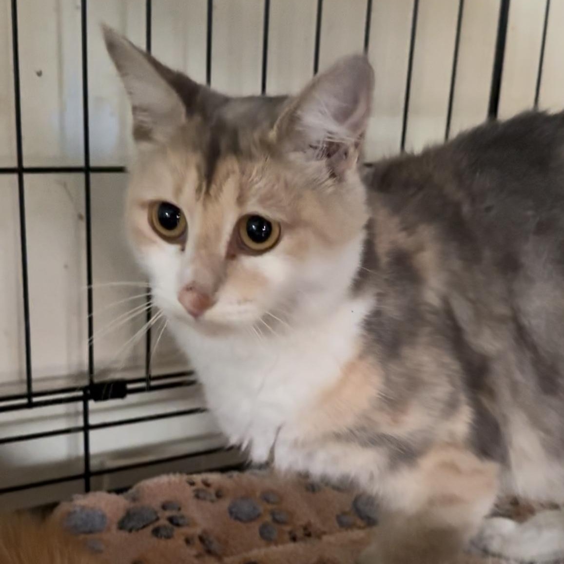 Gaia, Adoptable, Young Female Calico & Dilute Calico.