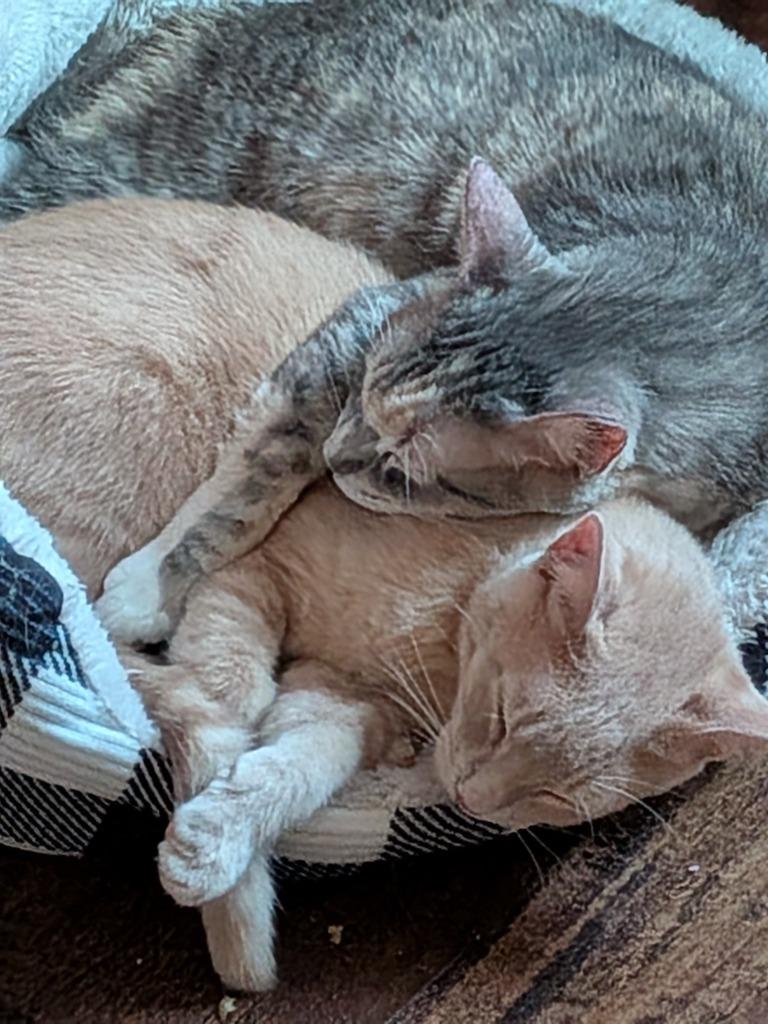 Enlarge Momma Tortilla, a Adoptable Domestic Short Hair in San Antonio, TX image 1/5