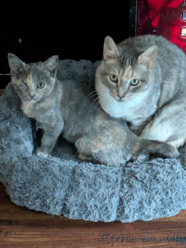 Enlarge Momma Tortilla, a Adoptable Domestic Short Hair in San Antonio, TX image 1/5