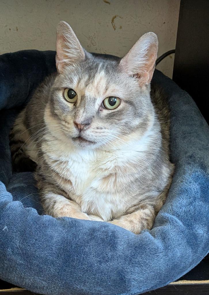 Enlarge Momma Tortilla, a Adoptable Domestic Short Hair in San Antonio, TX image 3/4