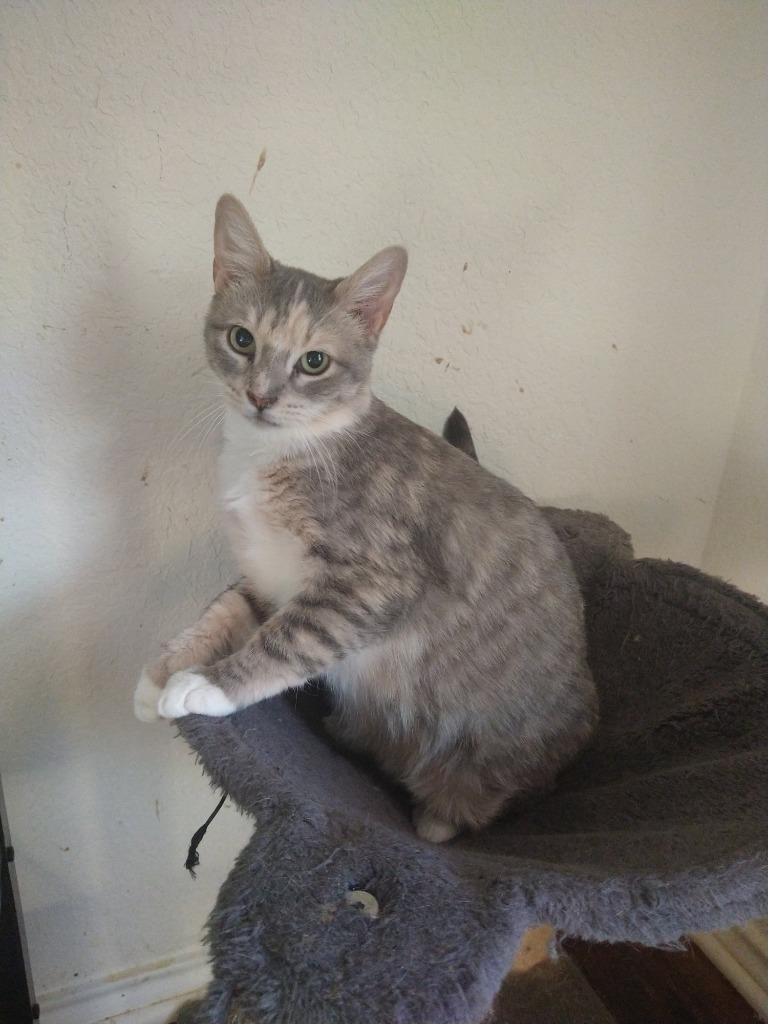 Enlarge Momma Tortilla, a Adoptable Domestic Short Hair in San Antonio, TX image 3/5