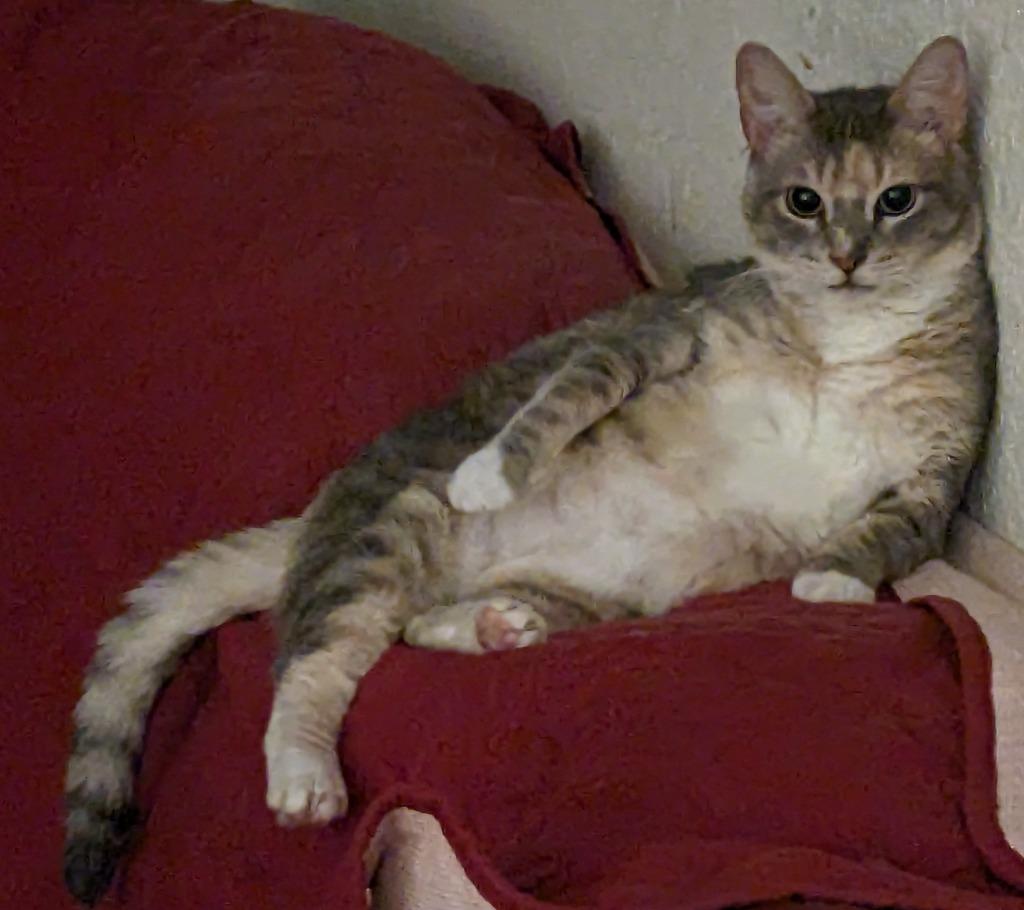 Enlarge Momma Tortilla, a Adoptable Domestic Short Hair in San Antonio, TX image 5/5