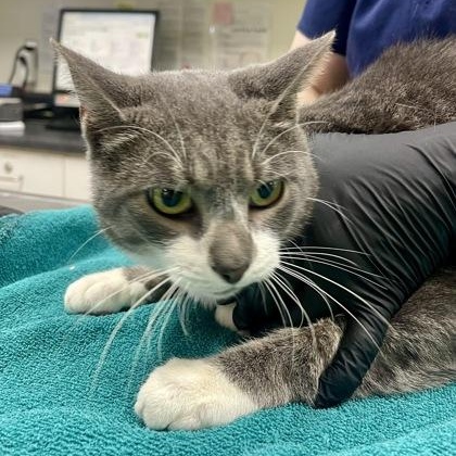 Enlarge Sirius, a ADOPTABLE Domestic Short Hair in Athens, GA image 3/4