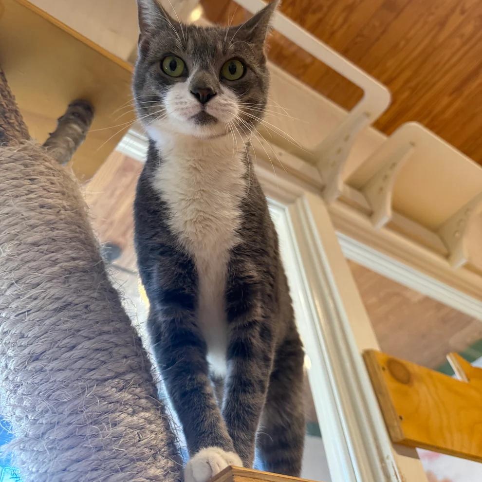 Enlarge Sirius, a ADOPTABLE Domestic Short Hair in Athens, GA image 4/4