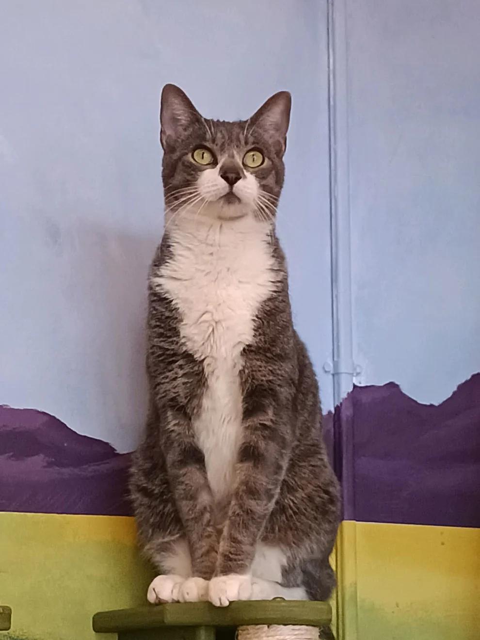 Enlarge Sirius, a ADOPTABLE Domestic Short Hair in Athens, GA image 1/4