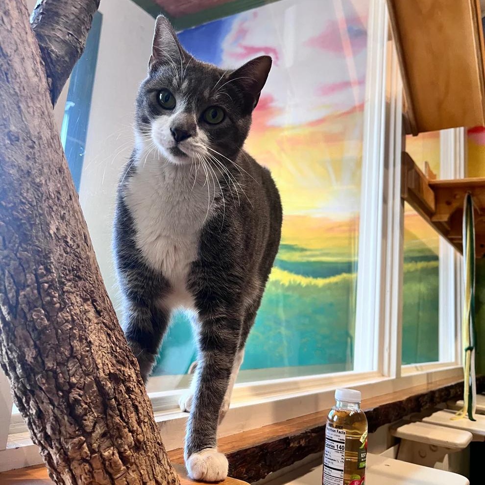 Enlarge Sirius, a ADOPTABLE Domestic Short Hair in Athens, GA image 2/4