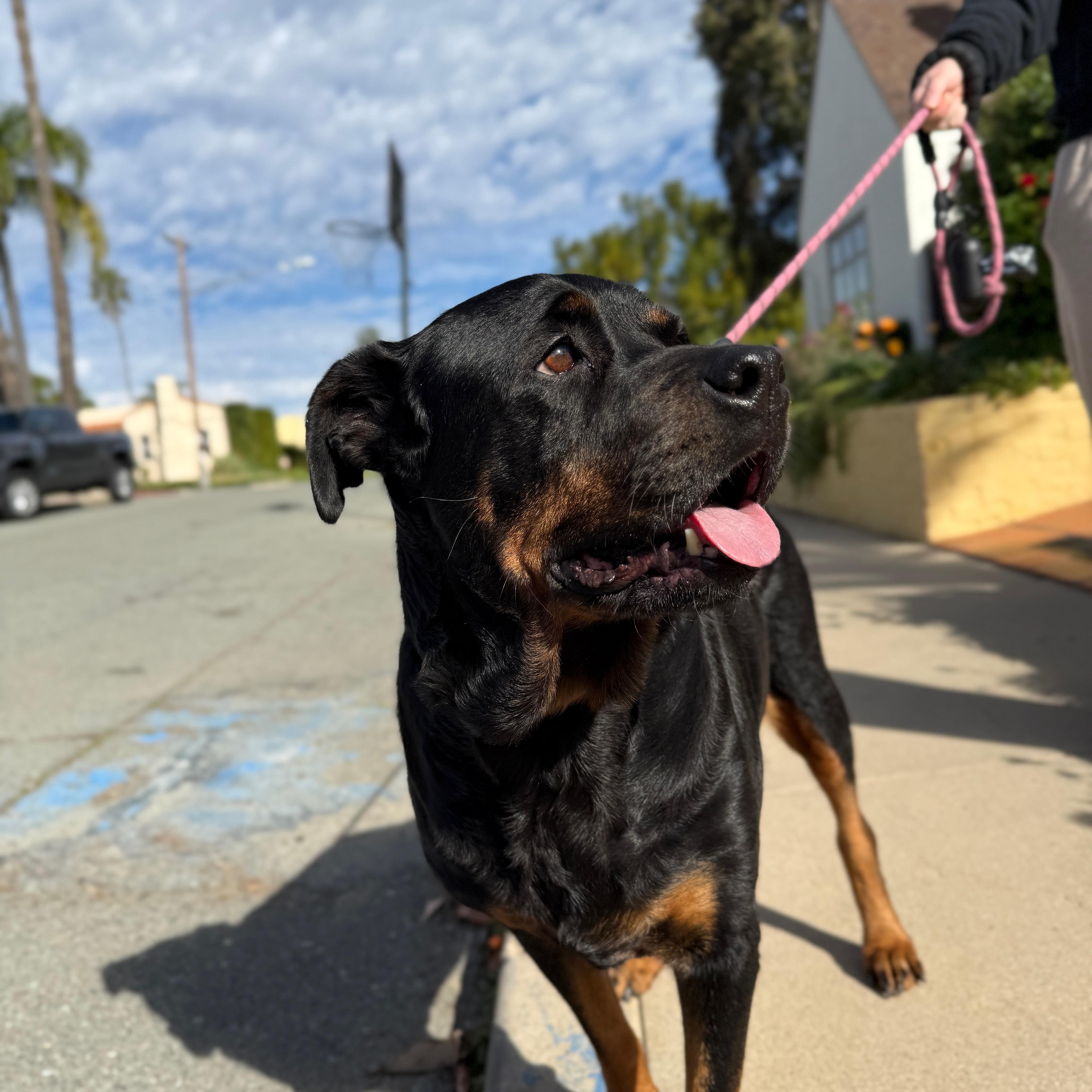 Enlarge Flor, a Adoptable Rottweiler in San Diego, CA image 5/6