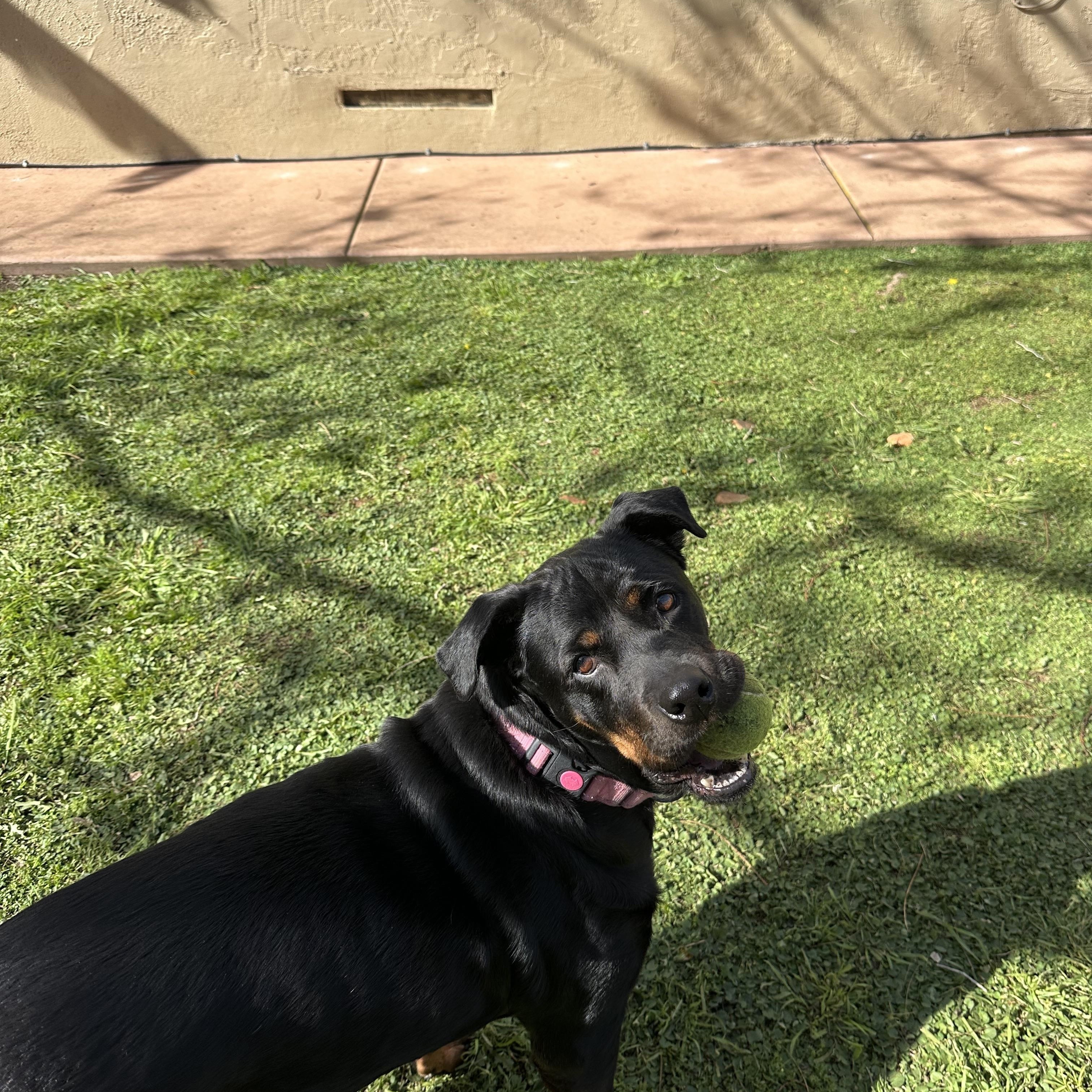 Enlarge Flor, a Adoptable Rottweiler in San Diego, CA image 4/6