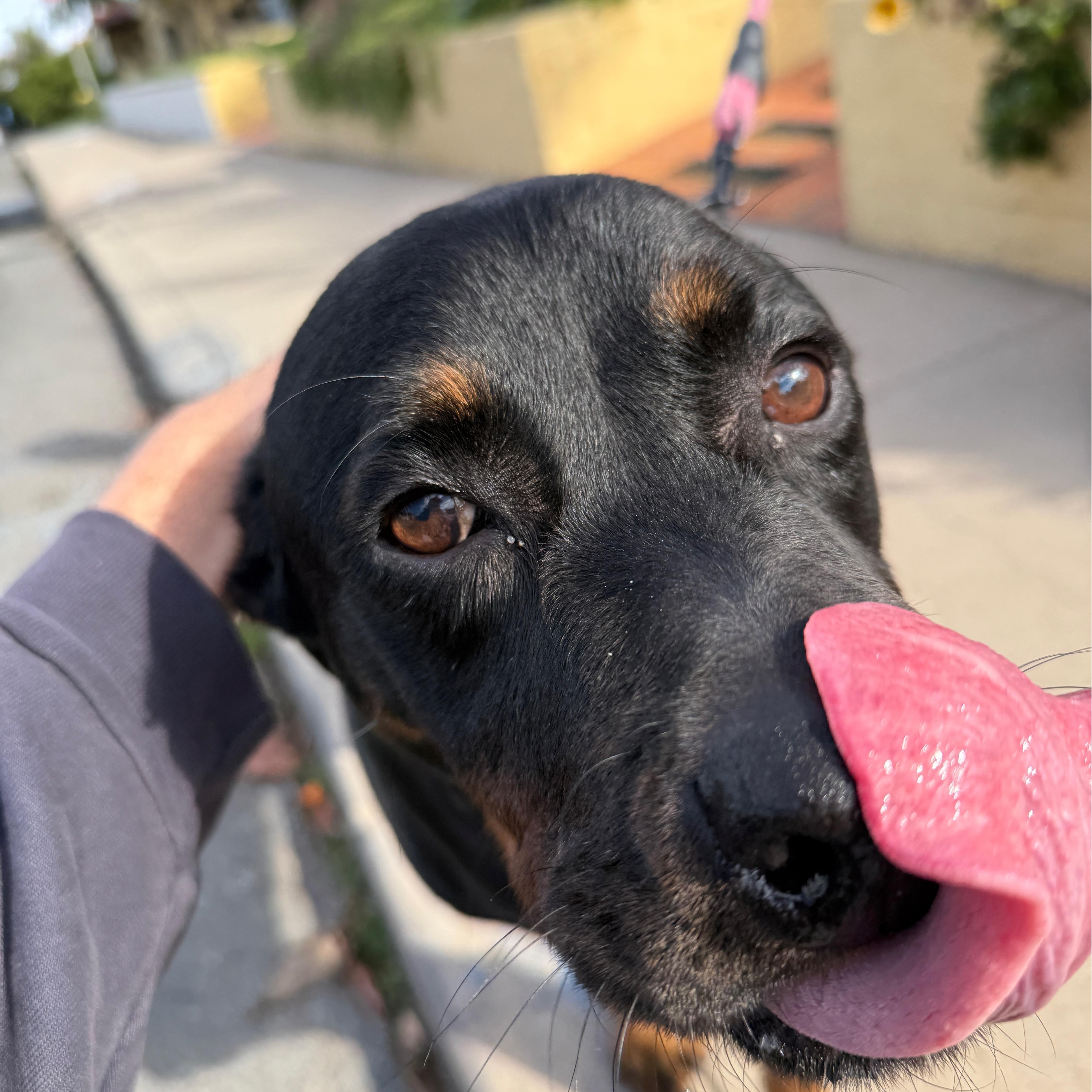 Enlarge Flor, a Adoptable Rottweiler in San Diego, CA image 6/6