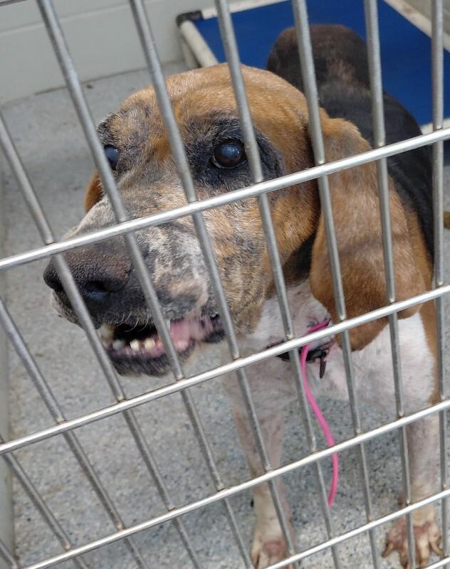 Enlarge Daisy, a Adoptable mixed breed in bellefontaine, OH image 1/1