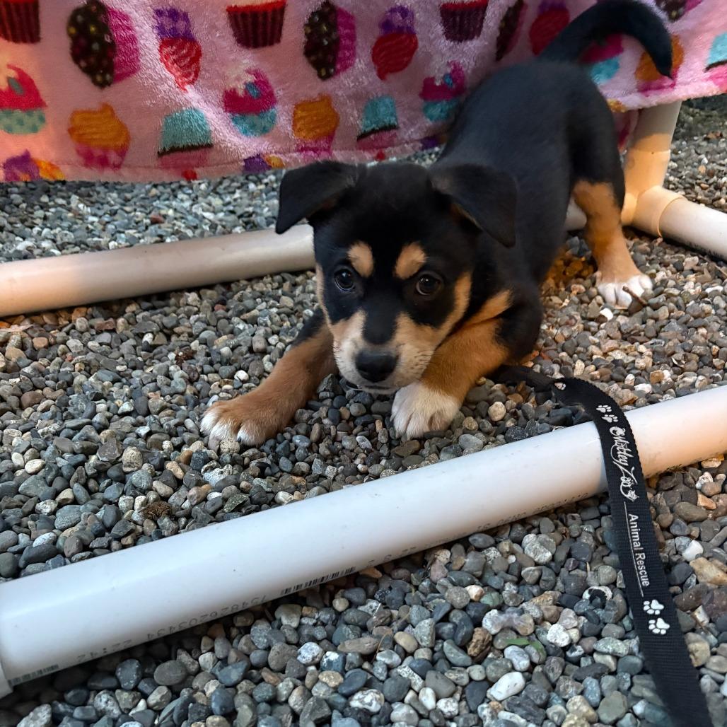 Lisa, Adoptable, Puppy Female Terrier & Mixed Breed.