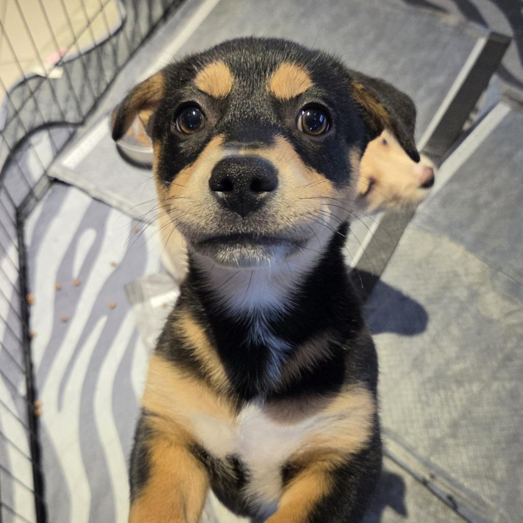 Lisa, a Adoptable mixed breed in Redmond, WA image 2/6