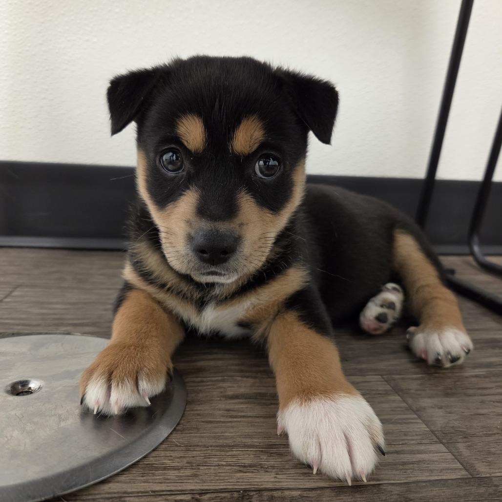 Lisa, a Adoptable mixed breed in Redmond, WA image 4/6